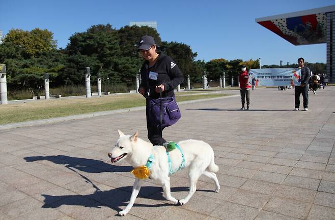지난해 서울 송파구 올림픽공원에서 열렸던 ‘진돗개 산책 퍼레이드’ 행사에서 한 진돗개가 산책을 시작하고 있다. 산책가자 진돗개야 제공