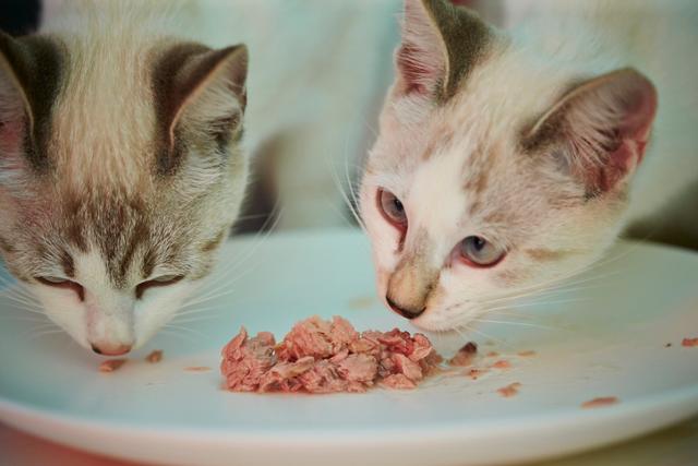 농림축산식품부는 고양이 사체와 관련성이 있다고 의심되는 사료 등을 조사한 결과 현재까지 원인 물질이 발견되지 않았다고 12일 밝혔다. 다만 특정 원인에 의해 고양이들이 급사했을 가능성도 있어 원인 물질을 추가로 조사하고 검사를 진행하기로 했다. 게티이미지뱅크