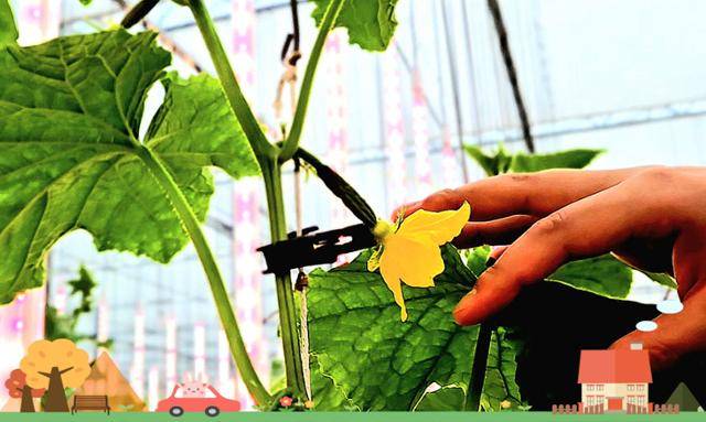 스마트팜 그린몬스터즈에서 청년농부 서원상 대표의 꿈이 익어가고 있다. 보령=윤형권 기자