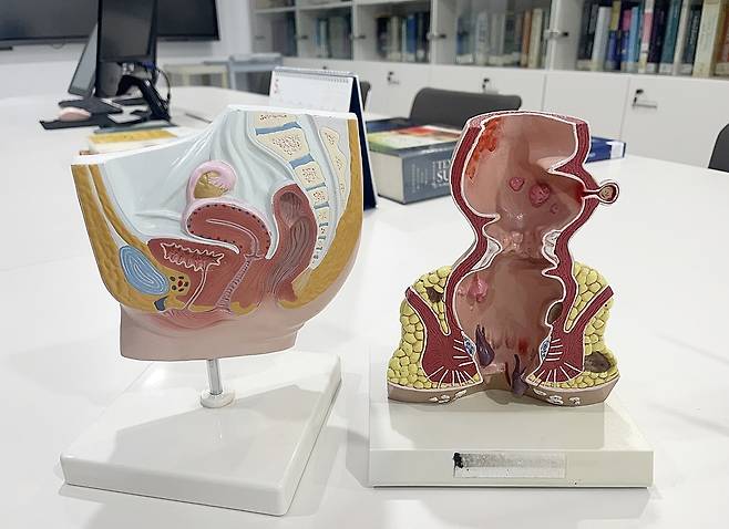 (좌)골반의 단면과 (우)항문의 단면 모습./사진=신소영 기자