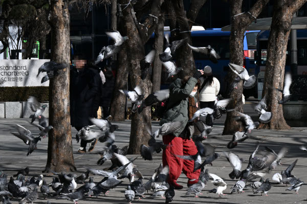 비둘기 수십 마리가 밀집한 서울시내 보도에서 지난 2월 한 시민이 손으로 머리를 막으며 비둘기 떼를 피하고 있다. 이한형 기자