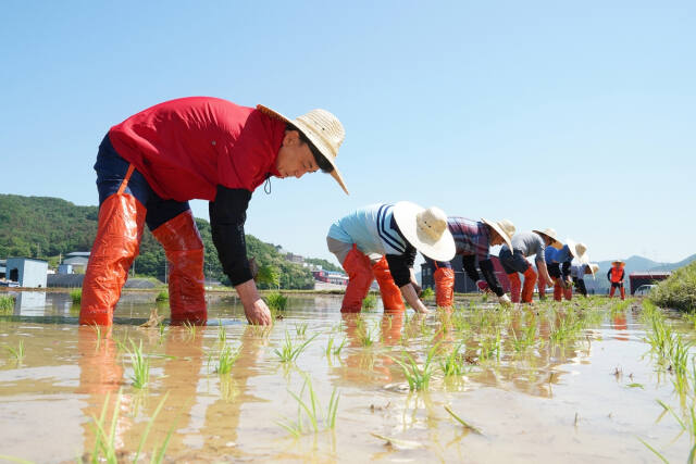 광주시는 13일 친환경 광주쌀의 풍년을 기원하고 한해 농사의 시작을 알리는 모내기 시연행사를 개최했다. 광주시 제공