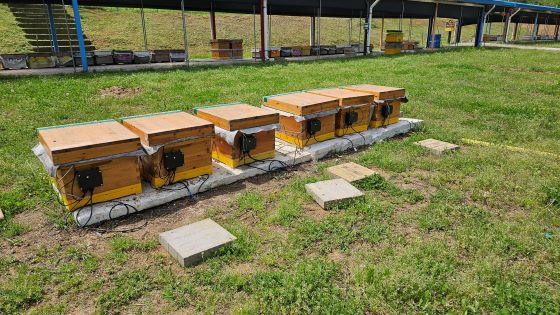 실험양봉장에서 스마트 벌통을 통해 꿀벌들의 행동데이터를 수집하고 있는 모습/사진=류준영 기자