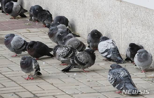 [서울=뉴시스] 권창회 기자 = 서울  마포구 서강대역사 인근에서 비둘기들이 몸을 웅크리고 있는 모습. 2021.10.18. kch0523@newsis.com
