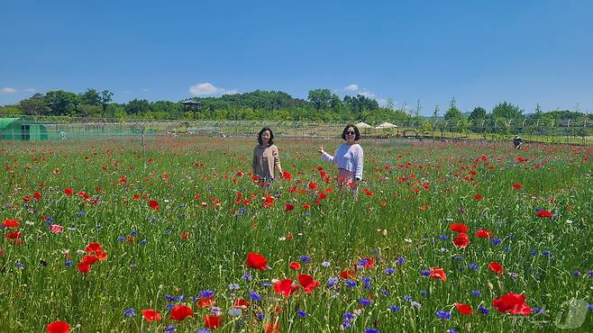 충북 증평군농업기술센터가 증평읍 사곡리 농심테마파크에 조성한 꽃밭.(증평군 제공)/뉴스1