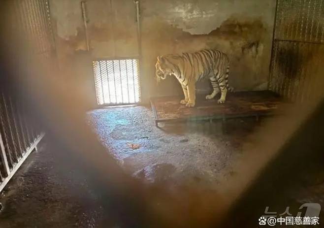 중국 안후이성 푸양동물원의 작은 우리에 방치된 시베리아호랑이 (사진출처=중국자선가)