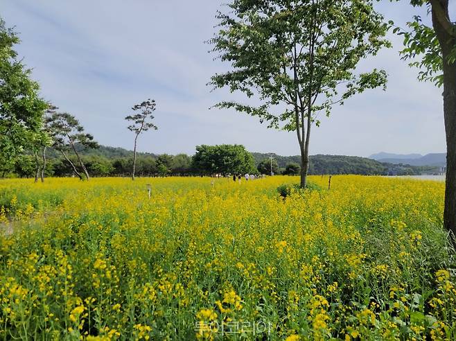 상주 경천섬에 노란 유채꽃이 활짝 피어 여행객들을 반긴다.