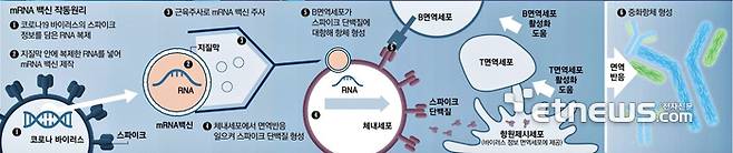 mRNA 백신의 작동원리