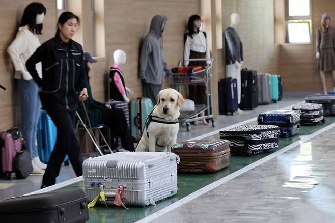 관세청 마약탐지견훈련센터 인천 영정도 관세청 마약탐지견훈련센터에서 탐지견들이 훈련을 하고 있다. 사진=박범준 기자