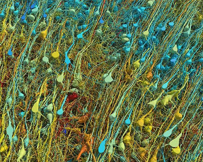 뇌 지도에서 흥분성 뉴런을 확대한 사진. 빨간색이 가장 큰 뉴런, 파란색이 가장 작은 뉴런이다. 뉴런의 중심 직경은 15~30㎛(1㎛=100만분의 1m). 흥분성 뉴런은 흥분성 신경전달물질을 분비하는 뉴런이다. 하버드대·구글 제공