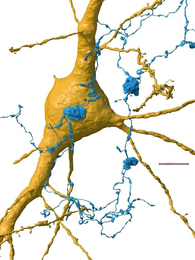 돌돌 말린 고리 모양(파란색)의 ‘소용돌이 축삭돌기’. 축삭돌기는 다른 뉴런으로 신호를 전달하는 부위다. 이런 특이한 모양의 축삭돌기가 어떤 기능을 하는지는 아직 알아내지 못했다. 하버드대·구글 제공