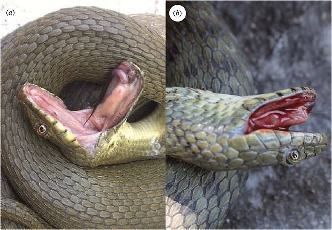 주사위뱀의 죽음 연기. 입을 벌리고 혀를 빼물었을 뿐 아니라 10%의 뱀은 피를 토하는 모습도 보였다. 부카신 비엘리카/바이올로지 레터스 제공