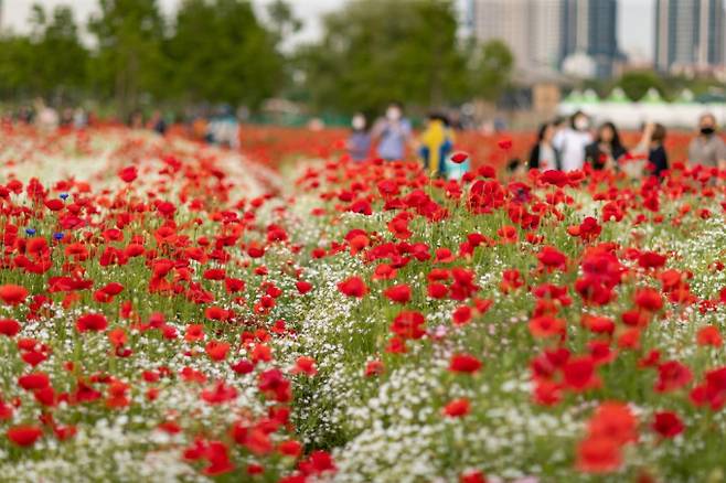 울산 태화강 국가정원에 꽃양귀비가 활짝 펴 아름다운 자태를 드러내고 있다. [사진=울산시]