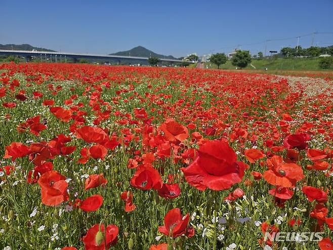 나주 영산강변이 화려하고 강렬한 붉은 꽃양귀비 물결로 넘실대고 있다. (사진=나주시 제공) photo@newsis.com