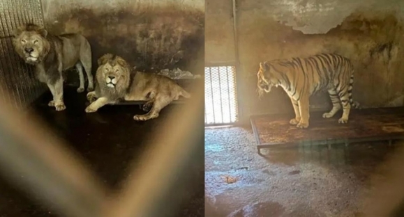 중국 푸양야생동물공원에서 시베리아 호랑이 20마리, 아프리카 사자 2마리 등 폐사한 것으로 확인됐다.