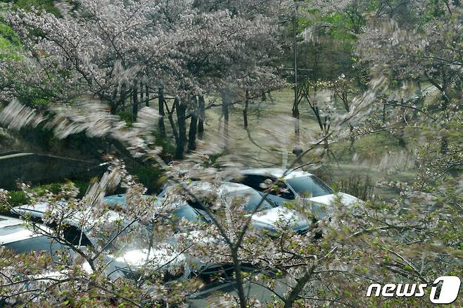 9일 오전 경북 포항시청 주변에 있는 벚꽃나무가 강풍에 흔들리고 있다. 2024.4.9/뉴스1 ⓒ News1 최창호 기자