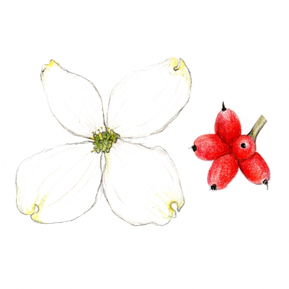 북미 원산의 꽃산딸나무는 잎보다 꽃이 먼저 피며, 꽃차례를 감싸는 흰 포엽 가장자리 끝이 둥근 편이다.