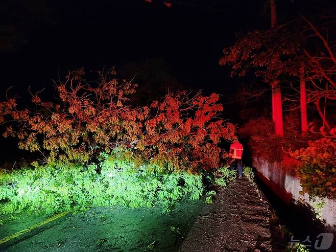 16일 전남소방 관계자가 도로에 쓰러진 나무를 치우고 있는 모습.(전남 소방 제공)2024.5.16/뉴스1