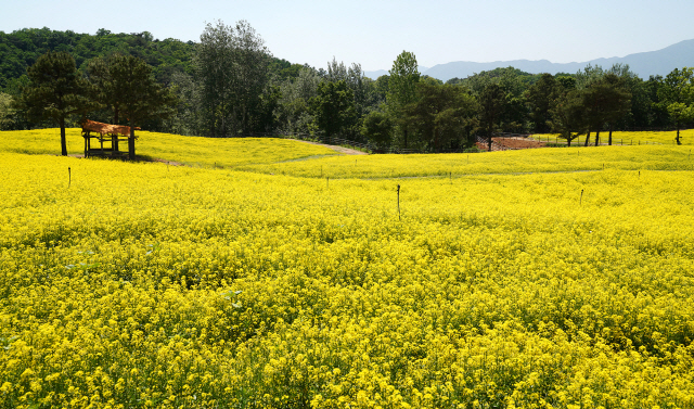 ▲ 철원 봄시즌 고석정꽃밭이 15일 개장한 가운데 유채꽃이 만발해 있다.