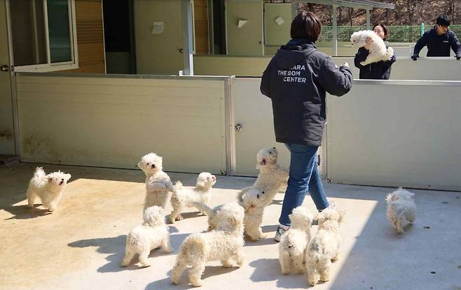지난 3월 20일 경북 성주의 한 폐업 번식장에서 구조된 비숑들. [루시의 친구들]