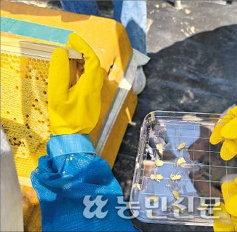 응애 피해를 확인하기 위해 꿀벌 애벌레 샘플을 채취하고 있다.