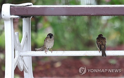 비가 내리는 서울 뚝섬한강공원 한 의자 아래 참새들이 비를 피하고 있다. 연합뉴스
