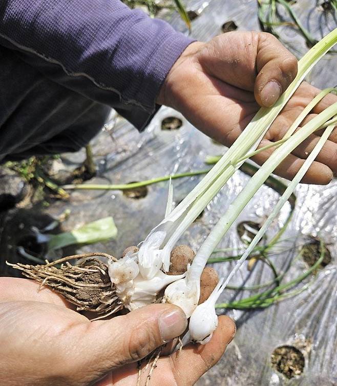 지난 10일 전남 함평 한 마늘밭에서 발견된 벌마늘. 줄기가 여러 갈래로 쪼개진 벌마늘은 알 크기가 자잘해 '농사 망친 마늘'에 해당한다. /김윤주 기자