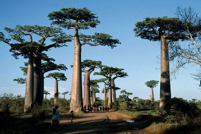 '거꾸로 선 나무'와 '생명의 나무'로 알려져 있는 바오밥나무. / 영국 큐 왕립식물원