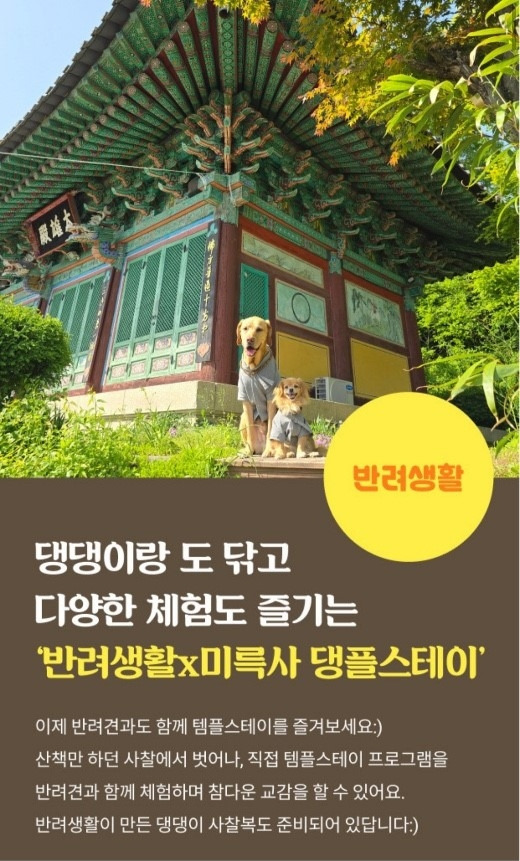 댕플스테이 [한국관광공사 제공. 재판매 및 DB 금지]