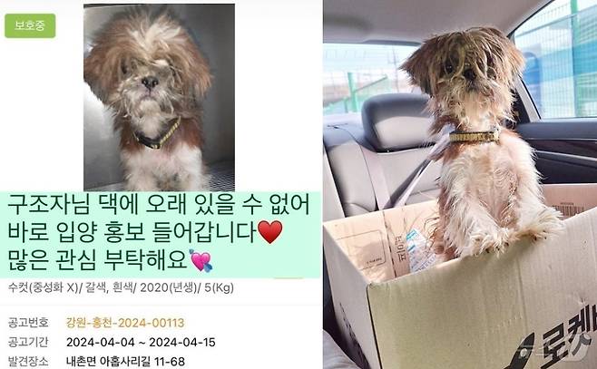 안락사 위기에서 구조된 강아지 '선재'(츄사랑 제공) ⓒ 뉴스1