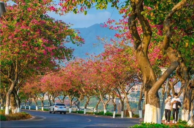 짜오칭 시내에 핀 바우히니아 꽃. 출처 : 바이두