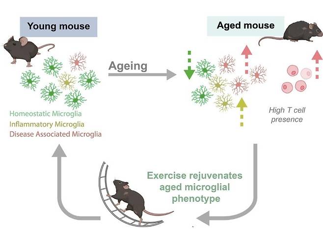 운동과 노화가 생쥐의 뇌 세포에 미치는 영향 실험  18개월 된 생쥐에게 쳇바퀴 운동을 시킨 결과 해마에 있는 노화된 미세아교세포(microglia)의 유전자 발현 패턴이 젊게 바뀌고, T세포도 생성이 안되거나 그 수가 감소하는 것으로 나타났다. [Aging Cell/Jana Vukovic et al. 제공. 재판매 및 DB 금지]