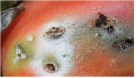 ‘토마토뿔나방’은 토마토 과실에 구멍을 내는 등 피해를 입힌다. 농림축산검역본부