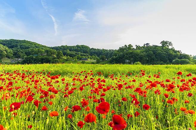 공산성 양귀비 전경