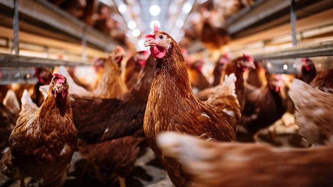 H5N1 바이러스는 1996년 중국에서 처음 보고됐다