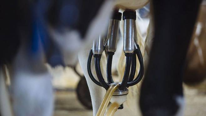 미국 내 한 농장의 젖소가 착유 기계를 부착한 모습