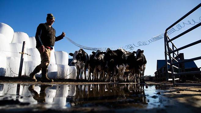 지난 20년간 총 23개국에서 인간 체내 H5N1 바이러스 발견 사례가 보고됐다