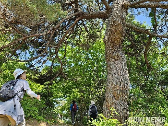 강원 춘천 파스 산수회 회원들이 주말인 지난 18일 80년간 파로호 속살 간직한 '비밀의 숲길'(수달길)을 걸으며 즐거운 시간을 보내고 있다.