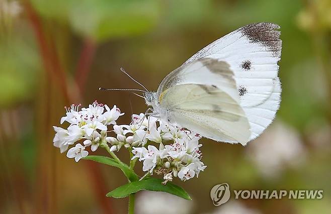 배추흰나비. [연합뉴스 자료사진]