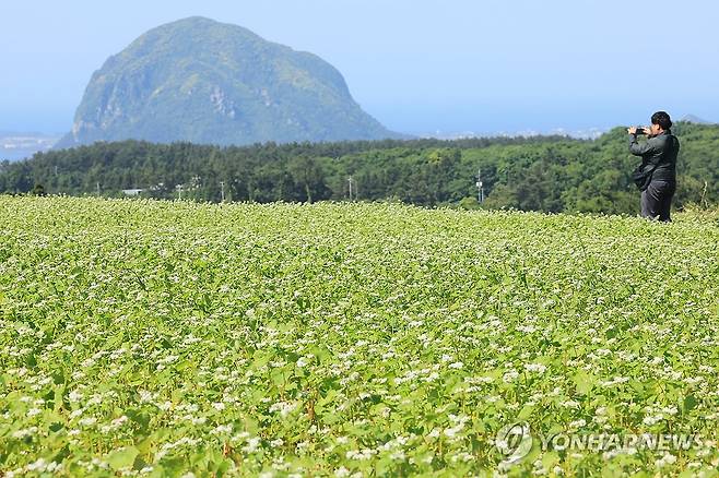 제주는 메밀꽃 필 무렵 [연합뉴스 자료사진]