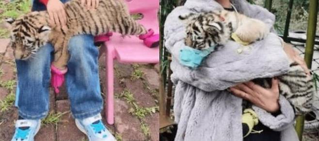 중국의 한 동물원에서 1인단 약 9300원을 받고 입마개와 발 덮개를 한 새끼 호랑이와 기념 사진을 찍게 해줘 동물 학대 논란이 일었다. [이미지출처=웨이보 캡처]