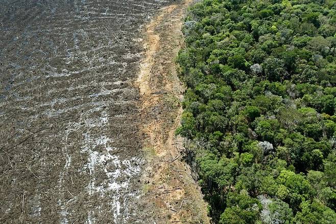 2020년 8월 찍은 브라질 아마존의 벌채 현장. 나무가 모두 잘려나간 왼쪽과 나무가 무성한 오른쪽이 극명하게 대비된다. 시노프(마투그로수)/AFP 연합뉴스