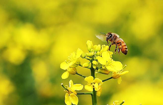 꿀벌이 유채꽃 사이를 날아다니고 있다. 연합뉴스