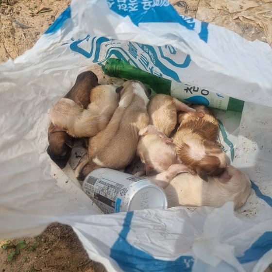 지난 20일 충남 태안군 안면읍 샛별해수욕장 근처에 있던 쓰레기 봉지에서 발견된 강아지. 연합뉴스