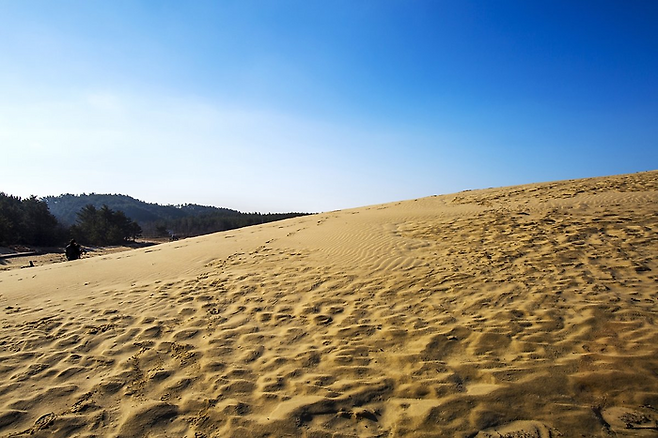 여행다움, 태안 봄과 여름 사이 여행_신두리 해안사구 / 사진=교원투어 제공