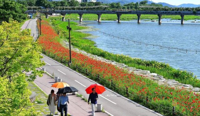 20일 전남 장성 황룡강변에 다양한 봄꽃이 만개했다. 장성군