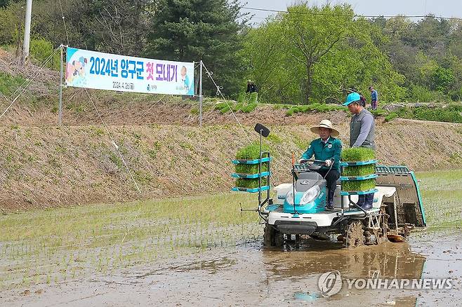 양구군 2024년 첫 모내기 [양구군 제공.재판매 및 DB 금지]