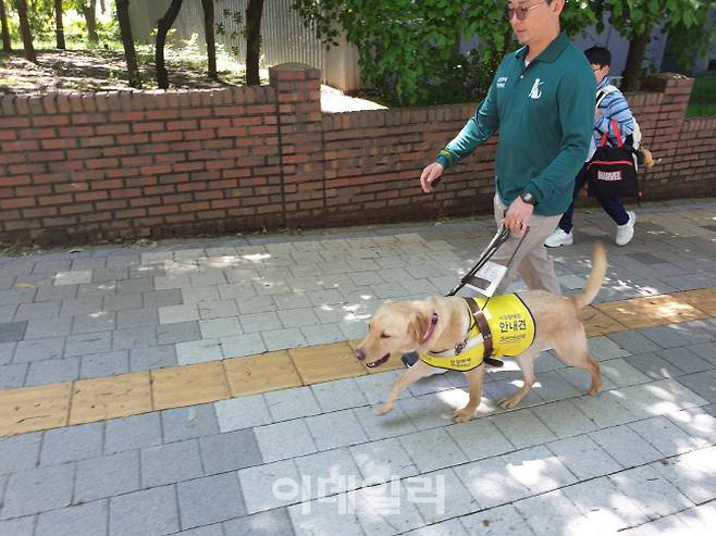 삼성화재 안내견학교의 이명호 훈련사가 시각장애인 안내견 ‘신비’와 지난 16일 경기 성남 분당구에서 직선코스 보행 훈련을 진행하고 있다. (사진=김응열 기자)