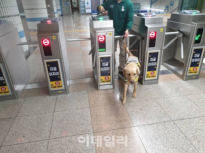 삼성화재 안내견학교의 이명호 훈련사가 시각장애인 안내견 ‘신비’와 지난 16일 경기 성남 분당구에서 지하철 탑승 훈련을 진행하고 있다. (사진=김응열 기자)