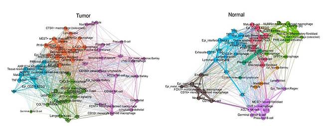 한국과학기술원(KAIST) 연구진이 만든 '전 암종 단일세포 지도'로 찾은 암(왼쪽)과 정상 조직의 세포 생태계 네트워크. 이번 연구 결과를 활용하면 항암 치료의 효과는 높이고 부작용은 줄일 수 있는 맞춤형 항암 치료가 가능해질 전망이다./한국과학기술원